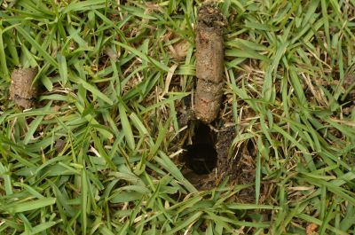 Garden Tilling Service Cost — Cost of Garden Tilling Service