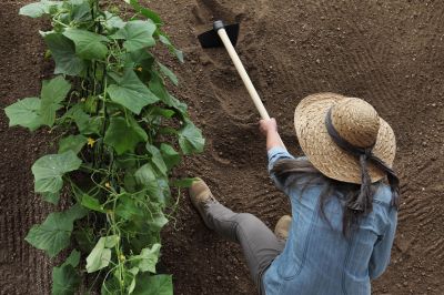 Promote Healthy Plant Growth and Yield with Garden Tilling!